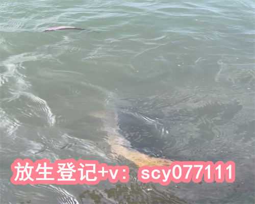 <strong>放生鱼什么日子好，放生泥鳅有什么好处</strong>