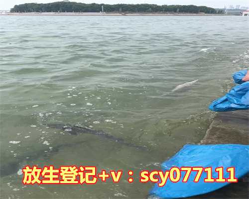 冬天放生鱼，黑鱼、鲶鱼不能轻易放生