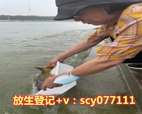 放生鲤鱼的寓意和象征是什么，梦到别人钓鱼象征什么？