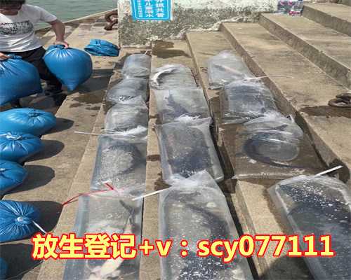 甲鱼放生视频播放，「索命」的甲鱼