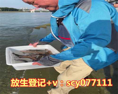 深圳龙岗哪里有放生鱼卖，仁爱深圳华强北心栈2015-03-17日奉粥日志(陈英科)--感