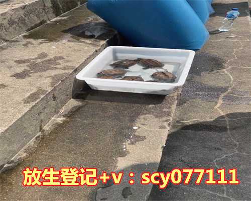 放生牦牛的功德与意义，圆满放生：常见动物牦牛放生5