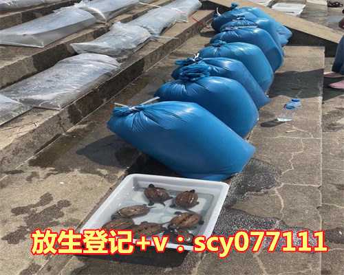 放生鱼的地方，无需埋土即可善巧放生鱼籽的实用方法