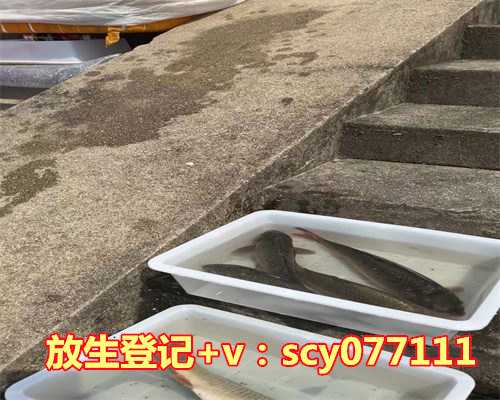 乌龟放生后会到旁边去吗，放生奇闻：47年后老爸拾到当年儿子放生乌龟(图)