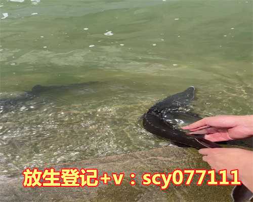 放生适合放什么龟，圆满放生：适合带水暂养的黑鱼放生2