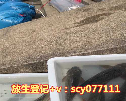 广州公鸡 放生，广州现2米长缅甸蟒死尸