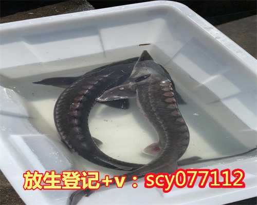 冬天适合放生什么生物鱼，圆满放生：外来动物食人鱼放生3