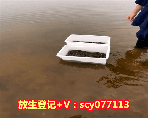 放生对父母有什么好处，吃杨梅有什么好处