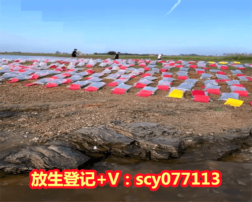 放生贝类的功德与作用，蓝莓的功效与作用