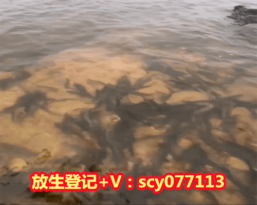 过生日放生鱼 解脱自己，晚上做梦梦到自己放生了好多鱼，