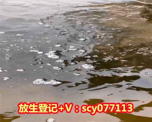 2023放生最佳时间表图片，有氧运动的最佳时间