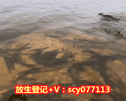 放生乌龟有什么好处和坏处，吃枸杞有什么好处