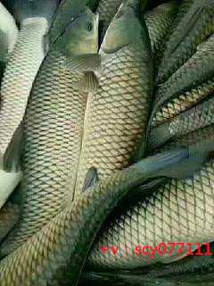 坚持放生三年陕西钓到的甲鱼应不应该放生【放生泥鳅有什么讲究】