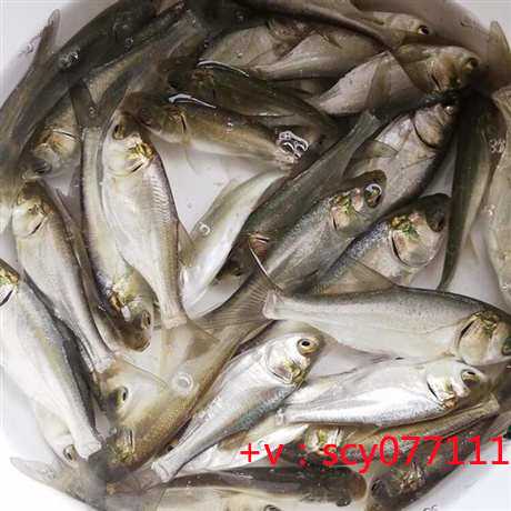 汕头求子放生哪种动物最好,汕头每月初一放生功德,什么时间放生甲鱼最好