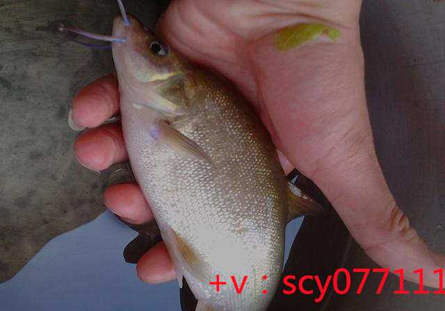 大兴放生鱼的地方，可迅速拯救大量众生的方法：放生鱼子